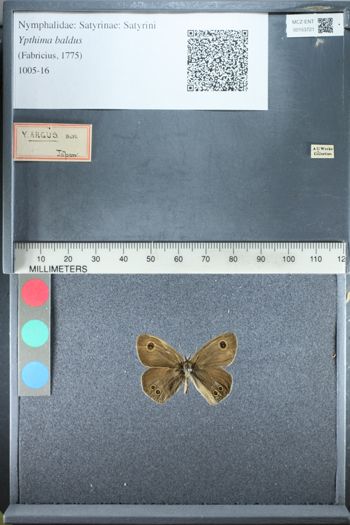 Media type: image;   Entomology 153721